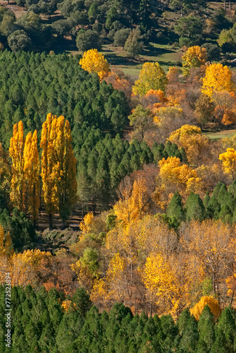 Otoño en el paraje Nava de San Pedro, en el parque natural de Cazorla, Segura y Las Villas photo