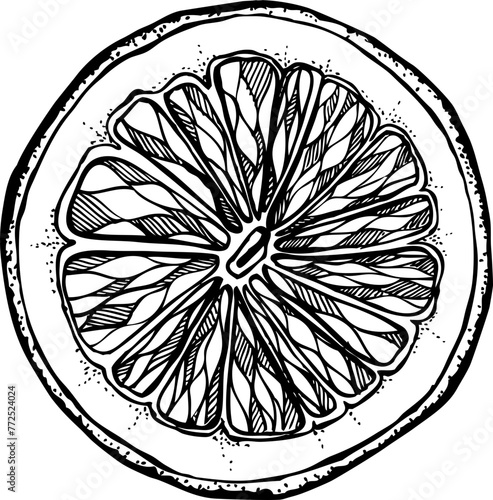 Hand-drawn orange illustration. Citrus fruit vector sketch. Exotic plant botanical drawing