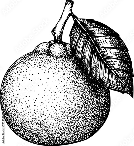 Hand-drawn tangerine illustration. Citrus fruit vector sketch. Exotic plant botanical drawing