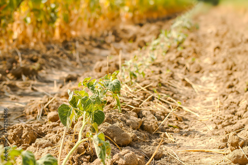 Dryness destroying the cultivated plants. The plants are dried up in the rows on the dry  crusty soil in hot summer.