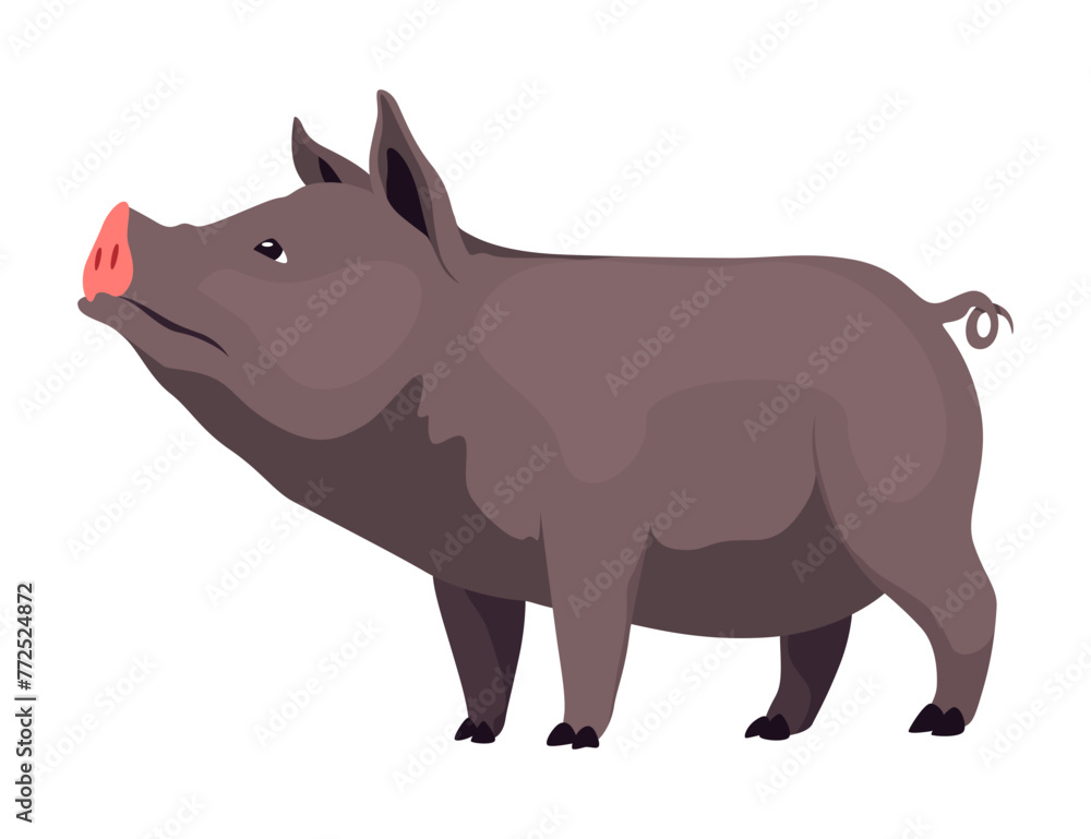 Obraz premium Pig set flat cartoon isolated on white background. Black pig vector illustration