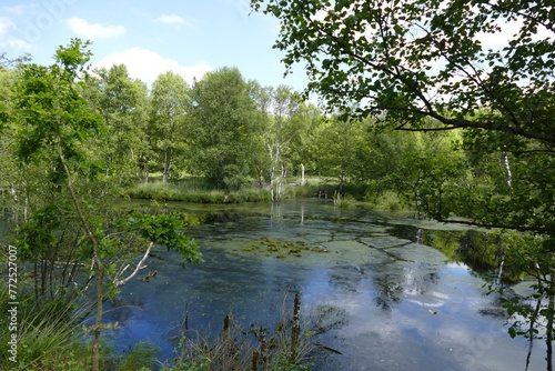 Großes und Weißes Moor zwischen Oldendorf und Elm photo