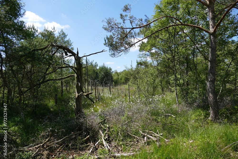 Großes und Weißes Moor zwischen Oldendorf und Elm Großes und Weißes Moor zwischen Oldendorf und Elm