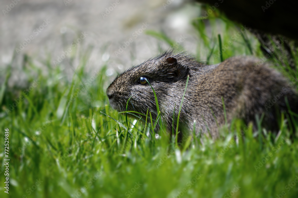 Wild guinea pig in free nature garden. Wild guinea pig in free nature garden.