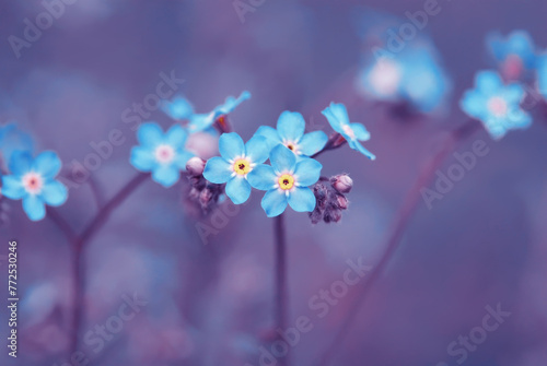 forget-me-not flower