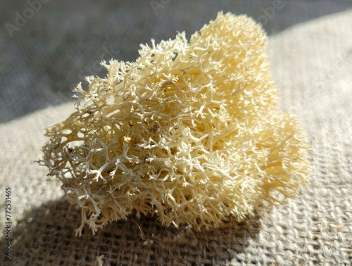 macro, dry plant, plant like sea sponge photo