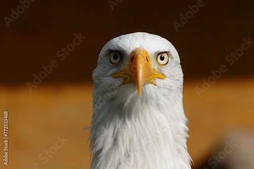 Wei  kopfseeadler Wisentgehege Springe