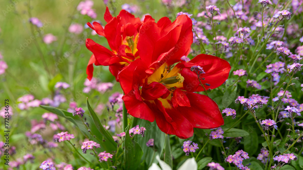 red tulips in the garden red tulips in the garden