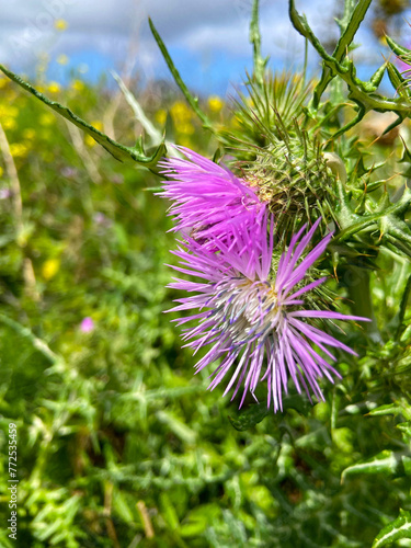 Pink thorny flower of Boar Thistle or Galactites tomentosus close up.Selective focus. photo