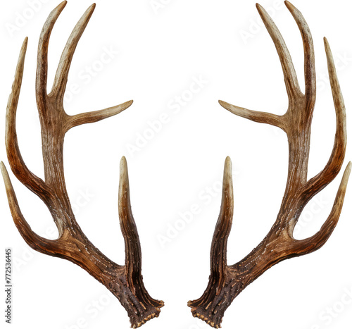 Elk antlers symmetrical display cut out on transparent background