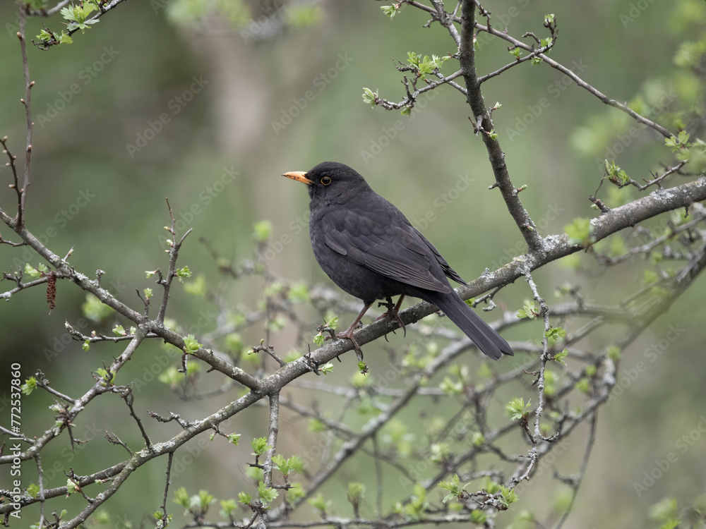 Blackbird, Turdus merula
