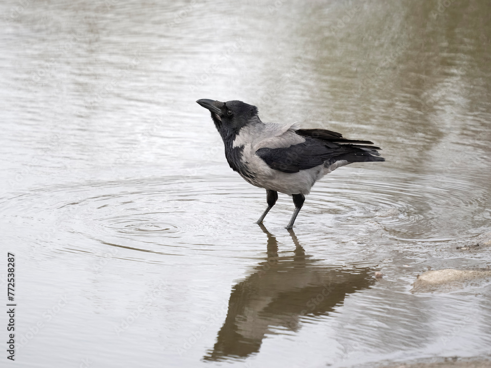 Hooded crow, Corvus cornix Hooded crow, Corvus cornix