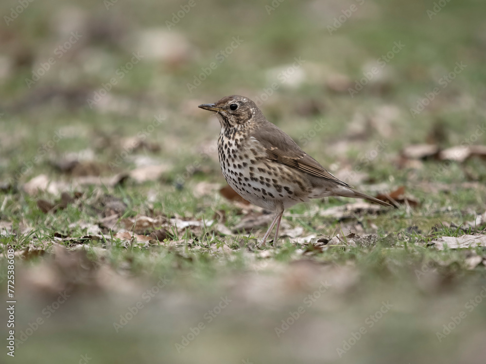 Song thrush, Turdus philomelos Song thrush, Turdus philomelos