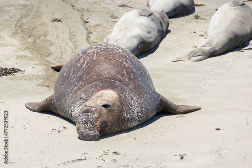 Northern elephant seals laying on a sand beach 