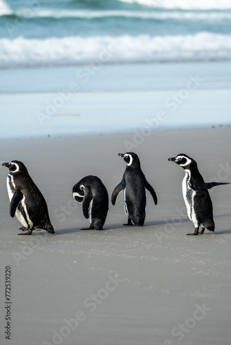 Gentoo penguins in Falkland Islands along the beach with ocean backdrop 