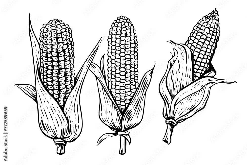 Fototapeta premium Maize cob isolated line illustration. Corn hand drawn black vector sketch.