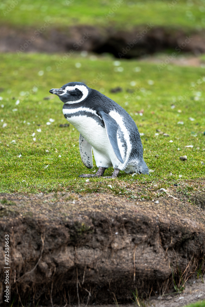 Obraz premium Magellanic penguins in the Falkland Islands