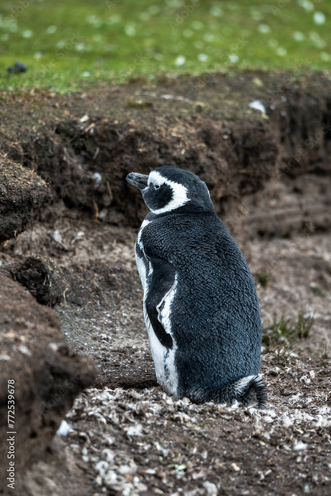 Naklejka premium Magellanic penguins in the Falkland Islands