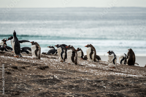 Gentoo Penguins in the Falkland Islands with ocean background