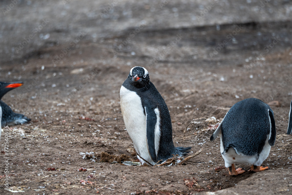 Naklejka premium Gentoo penguins in Falkland Islands along the beach with ocean backdrop 