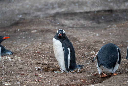 Gentoo penguins in Falkland Islands along the beach with ocean backdrop  photo