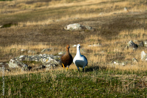 Birds on Falkland Islands