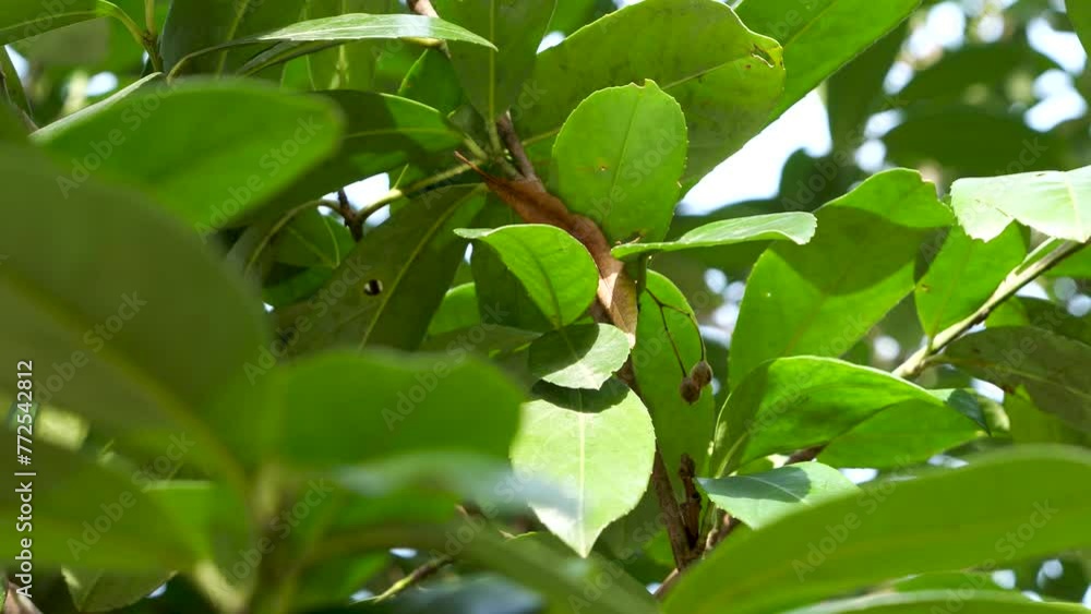 Fresh green leaves rustling on the tree in a natural setting under bright sunlight. Fresh green leaves rustling on the tree in a natural setting under bright sunlight.