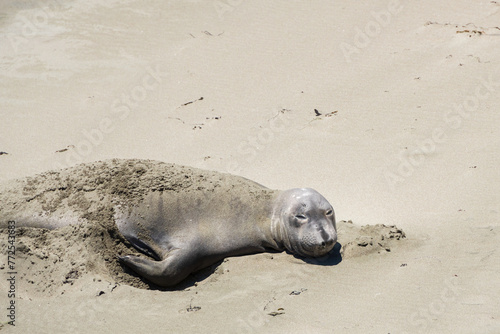 Elephant seal laying on a sand beach 