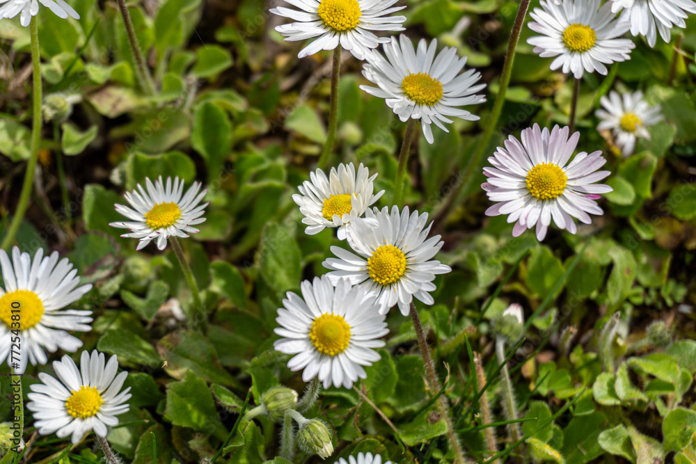 Close-up of a daisy meadow Close-up of a daisy meadow