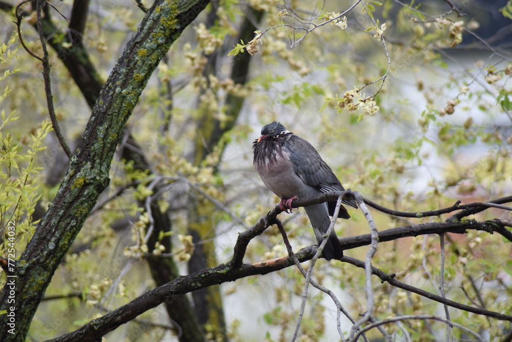 Pigeon fed up with so many days of rain Pigeon fed up with so many days of rain