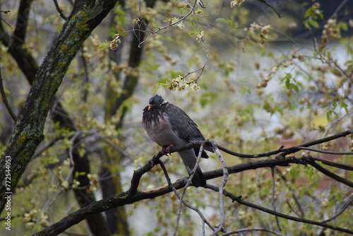 Pigeon fed up with so many days of rain © Oberce