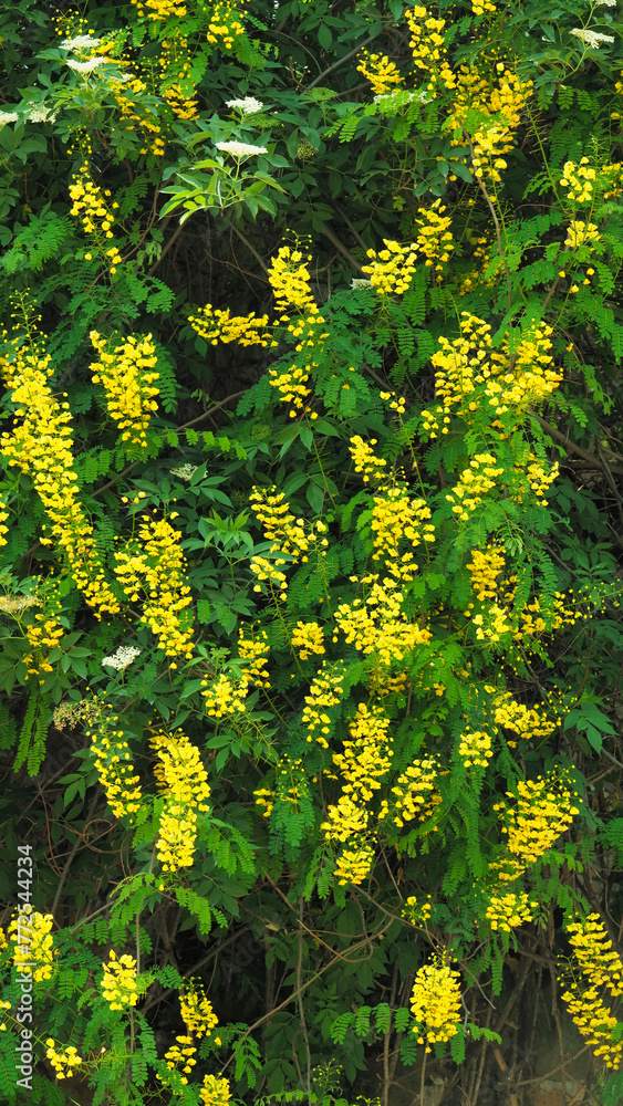 Fototapeta premium Mimosa flowers on a tree with blue sky.