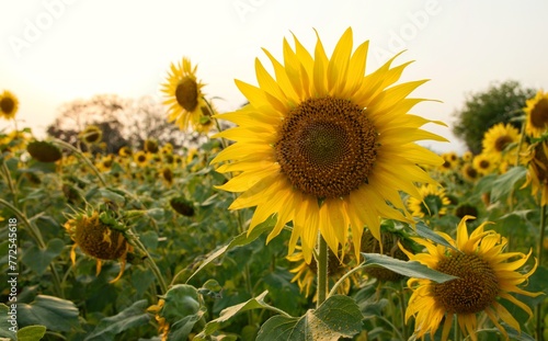 Turning towards the sun  the sunflower whispers secrets only the sky can hear.