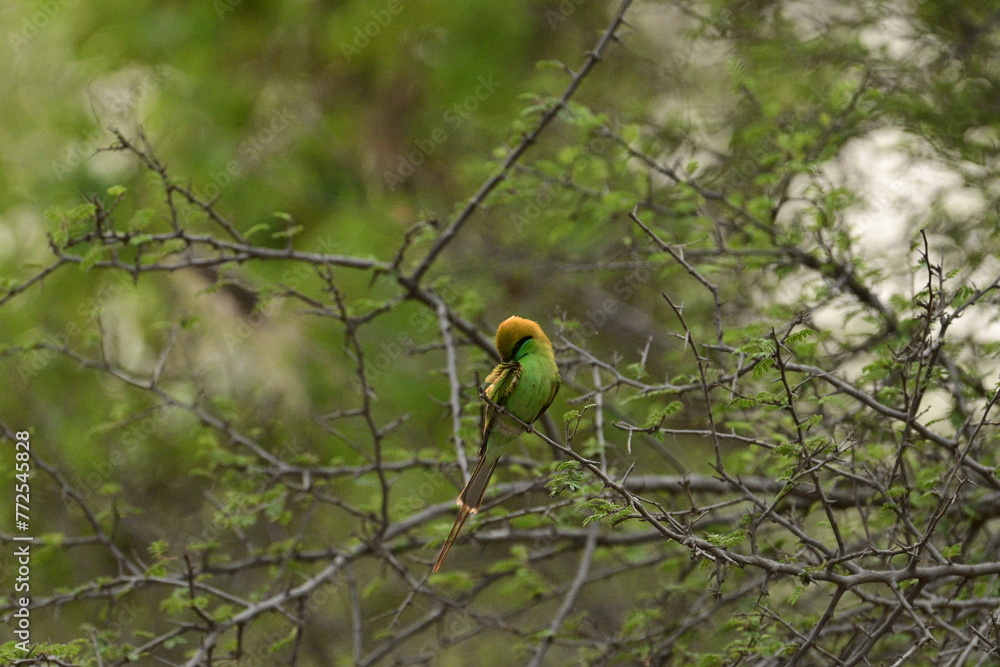 Bee Eater flying and having look around for bees Bee Eater flying and having look around for bees