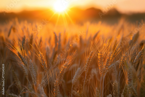 A field of golden wheat with the sun shining brightly on it