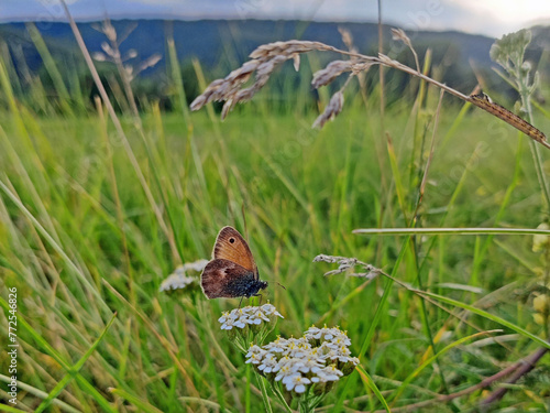 Kleines Wiesenvögelchen Schmetterling Tagfalter