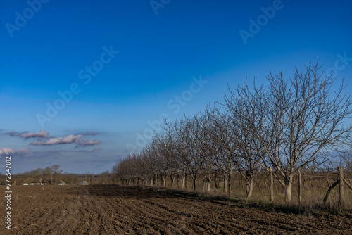 Bare walnut trees against a blue sky