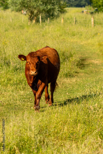 A ginger cow on Hertford Common