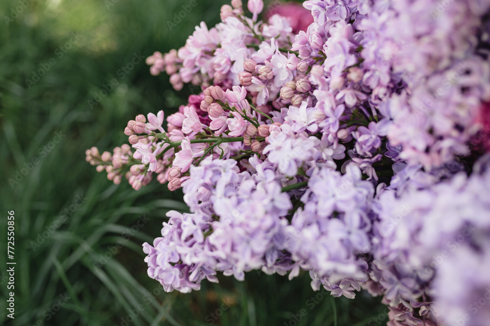 Fototapeta premium Lilac blooms in purple, white, and blue colors. Detailed shooting of flowers, background. Outdoor