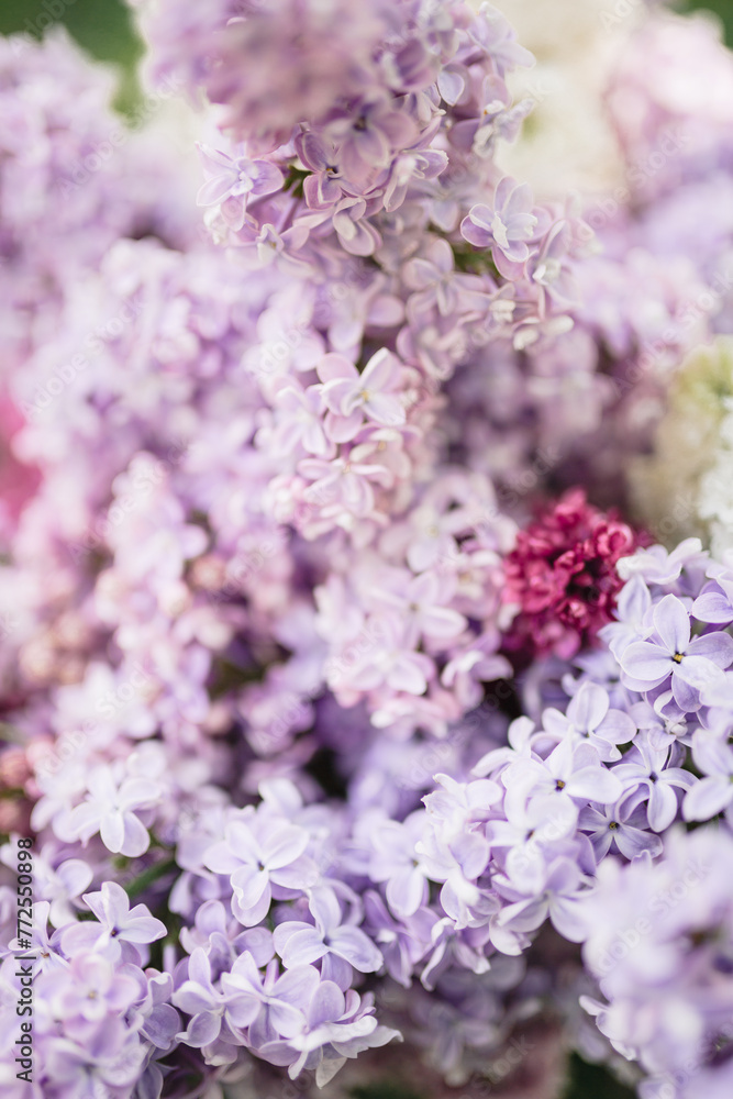 Lilac blooms in purple, white, and blue colors. Detailed shooting of flowers, background. Outdoor