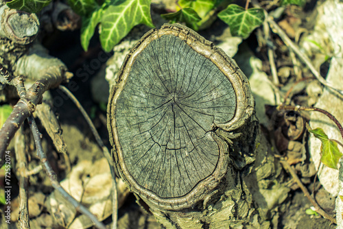 Cracked texture of an old cut log. Cracks and rings on a dry tree stump. Top view of the tree stump.