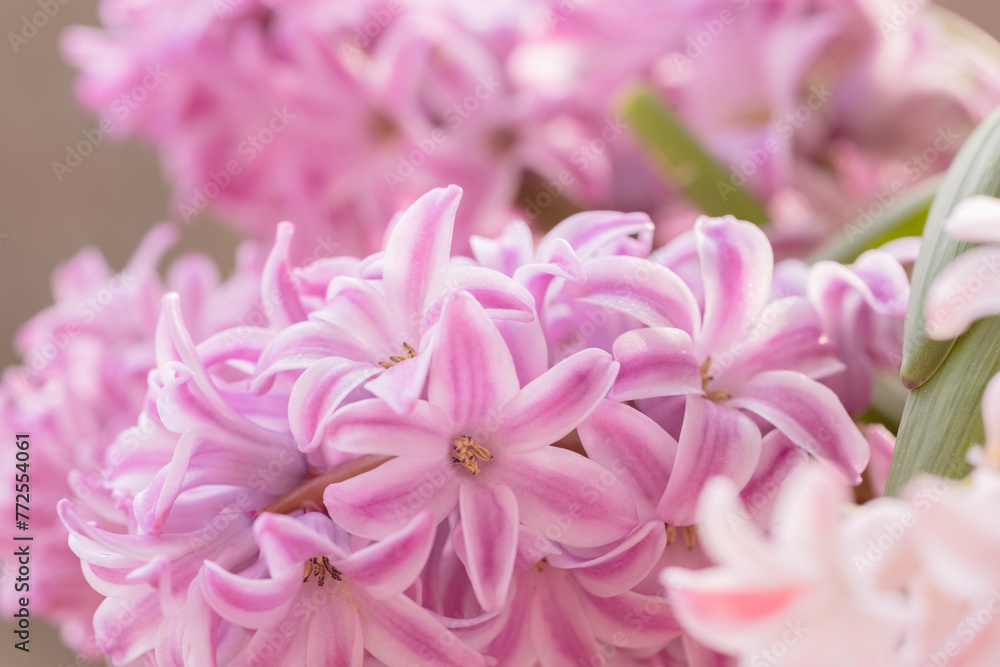 close-up view cluster hyacinths in full bloom, showcasing vibrant colors and delicate petals, capturing essence springtime and beauty of nature, Heavenly Fragrance, Vibrant Floral Background