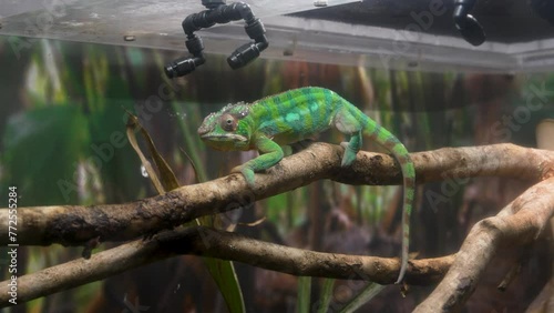 A captive green iguana perches alertly within its enclosure, surrounded by a habitat designed to mimic its natural environment. photo