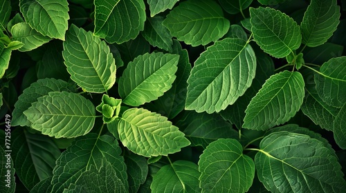 Close-up of green leaves offers a fresh leaf pattern overlay, creating a natural foliage texture and background © Orxan