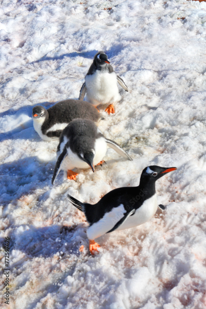 Fototapeta premium Gentoo penguins in nests with chicks in Antarctica