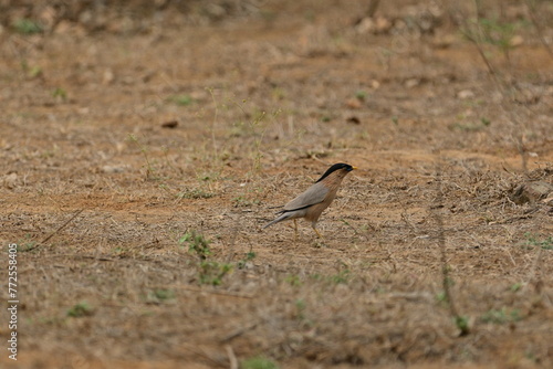 Brahminy myna or brahminy starling, Bhondsi, Gurgaon.