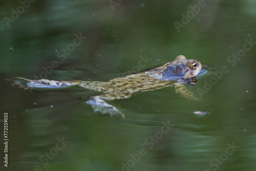 European green toad  - Bufotes viridis swimming in green water. Photo from Milicz Ponds in Poland. © PIOTR