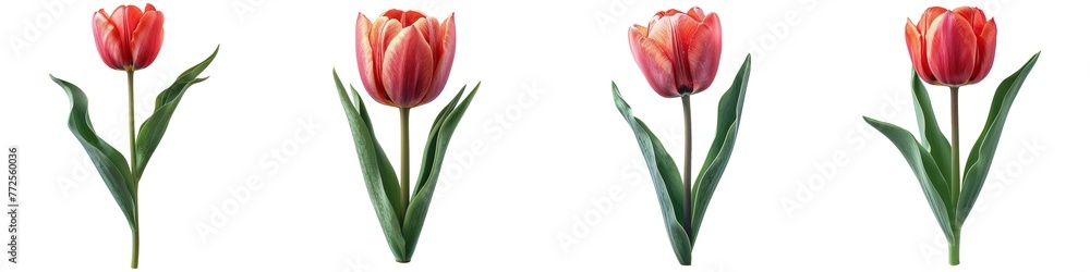 Set of tulip flowers isolated on transparent background Set of tulip flowers isolated on transparent background