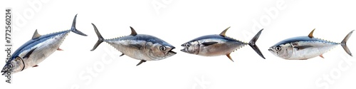 Set of tuna fish isolated on transparent background