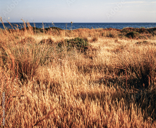field and dunes in the dunes, greece,grekland,Mats